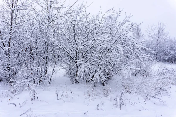Árvores Com Neve Viagem Inverno Tempo Maneira — Fotografia de Stock