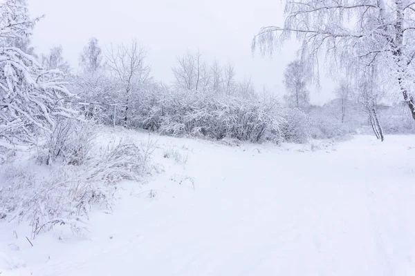 Árvore Silhuetas Pretas Neve Branca Vista Rua Através Floresta Velha — Fotografia de Stock