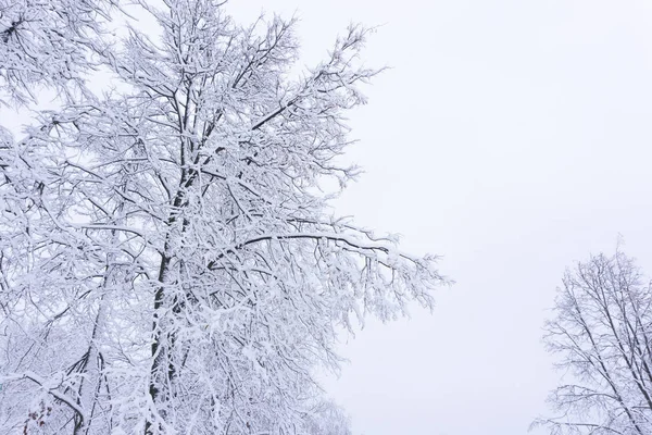 Вид Заморожене Дерево Проти Лісу Синій Тон Сільський Пейзаж — стокове фото