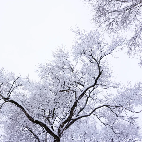 Зимовий Ліс Пейзаж Зимового Лісу Сонячний День Снігові Покриті Дерева — стокове фото