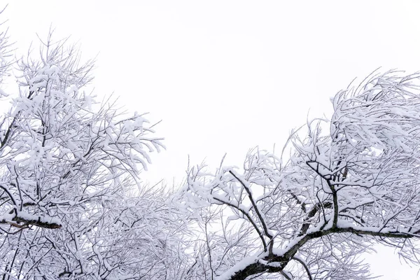 Inverno Paisagem Flora Névoa Idílica Ano Novo — Fotografia de Stock