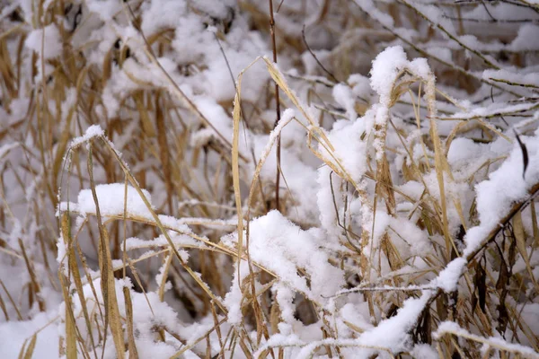 雪の上の草の乾燥ブレード 森林の背景をぼかす — ストック写真