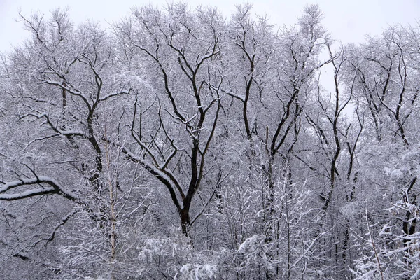 Холодный День Снежном Зимнем Лесу — стоковое фото