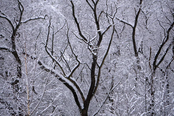 Зимовий Парк Сніжному Сонячному Вигляді Зверху — стокове фото