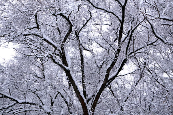 Winter Park Natural Outdoor Season Holiday — Stock Photo, Image
