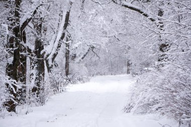 Kış manzara tatil pastoral hafif sihirli sis doğal,