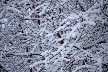 Şube soyutlanmış siyah beyaz resim hoarfrost ince bir tabaka kaplı. Kopya alanı ile.