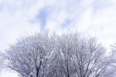 Kışın beyaz zemin üzerine izole yapraksız çalılar .