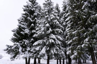 Üç backcountry kayakçı kutup Finlandiya soğuk lapland beyaz .