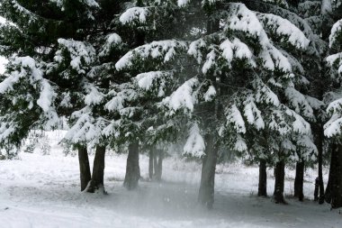 Dağlardaki kış ağaçları taze karla kaplıdır. .