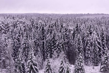 Uzun iğne yapraklı ağaçlar mavi ile yeşil ağaçların üzerinde görüntülemek için arka planda bir güneşli gökyüzü temizleyin .