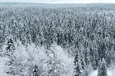 Kış orman üstten görünüm güneşli gün batımı bataklık .