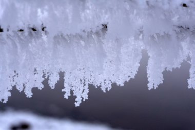 Önemsiz şey geleneksel süsleme ve dekorasyon ev dekorasyon Noel beyaz arka plan üzerinde izole kış tatilleri için asılı büyük altın Noel Baba'nın Ren geyiği oyuncak ile Noel ağacı yeşil sınır .