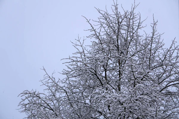 Top Van Bomen Het Bos Winter Met Duidelijke Blauwe Hemel — Stockfoto