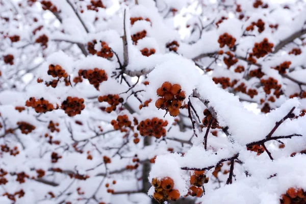 Red Berries Bush Snow Winter Nature Seasonal Holidays Background New — Stock Photo, Image