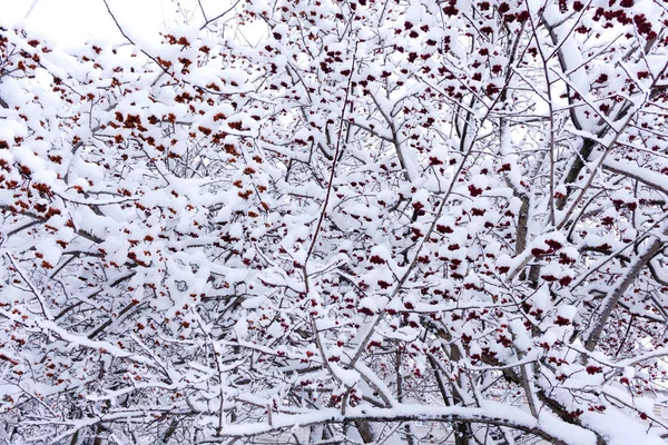 Холлі Ягоди Покриті Краси Свіжого Снігу Синій — стокове фото