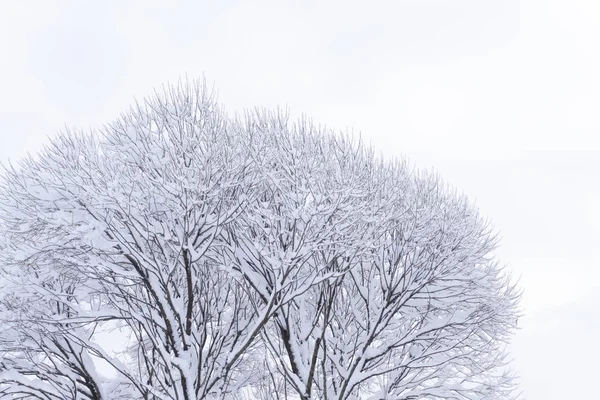 Topo Majestoso Carvalho Coberto Neve Tornando Tudo Branco Com Céu — Fotografia de Stock