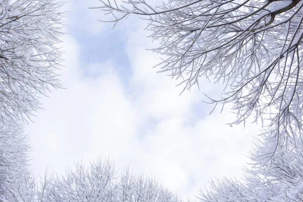 Зимний Вечер Лесу Новая Сцена — стоковое фото