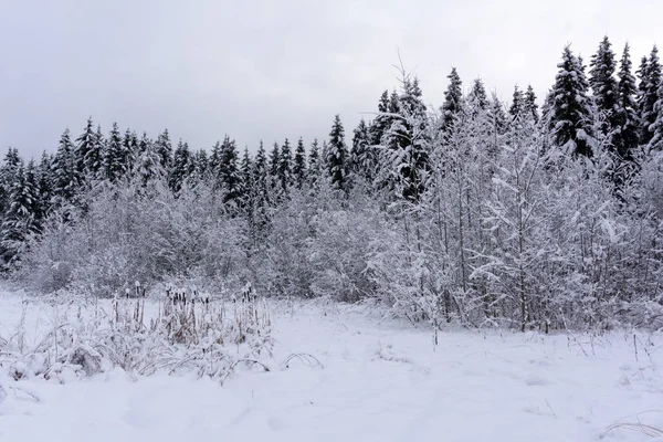 Vintern Snötäckta Granar Bergssidan — Stockfoto