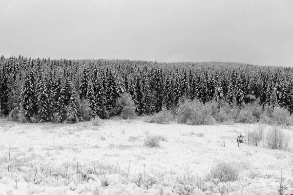 Estrada Inverno Férias Viagem Floresta Inverno — Fotografia de Stock