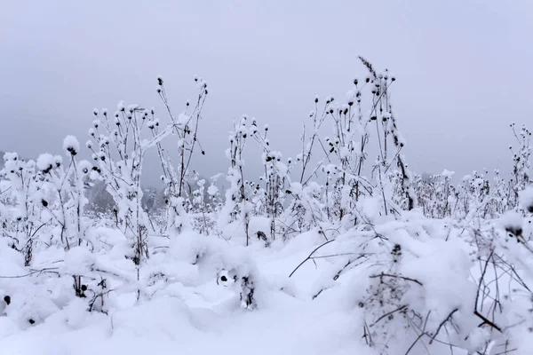 Winter Landscapewinter Scene Frozenned Flower Selective Focus — Stock Photo, Image