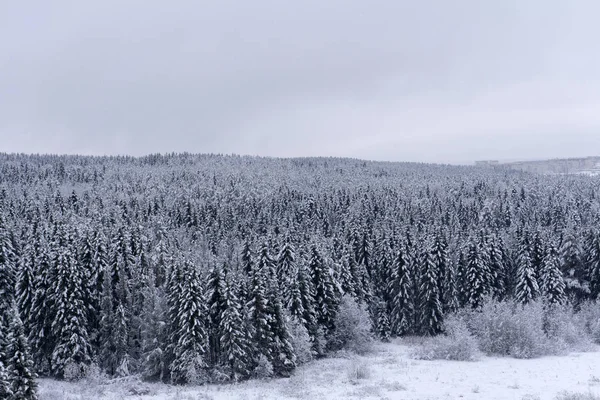 Widok Wysokości Drzewa Pokryte Śniegiem — Zdjęcie stockowe