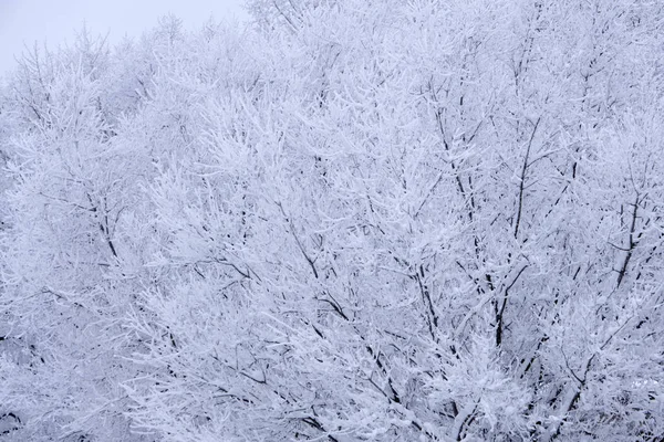 Зимовий Ліс Парку Ялинова Рамка — стокове фото