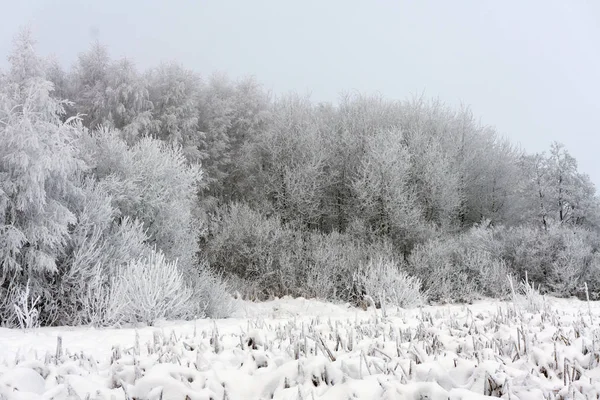 Curva Corrida Esqui Borda Floresta Floresta Inverno Com Pinheiros Árvores — Fotografia de Stock