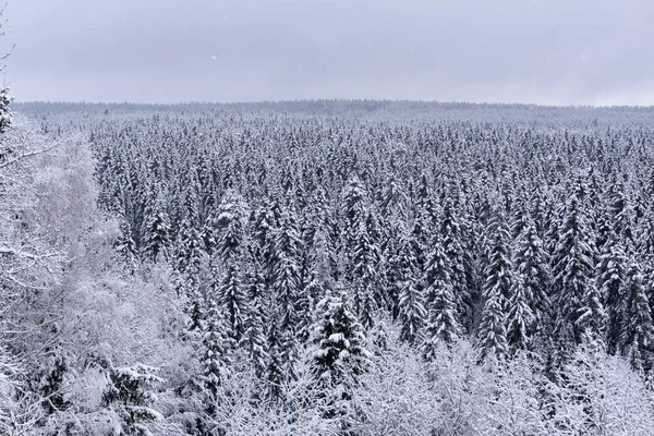 Vuren Naaldhout Mistige Bos Bedekt Met Sneeuw Winterseizoen Gouden Zonsondergang Stockfoto