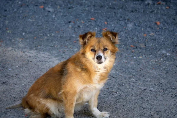 Avustralyalı Kelpie, büyük bir çalışma cins bir . — Stok fotoğraf