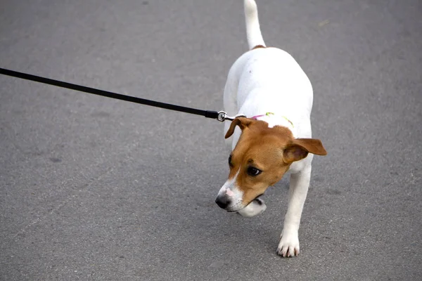 Jack Russel Parson köpek kamera düşük açı yüksek hızlı çekim doğru çalıştırın . — Stok fotoğraf