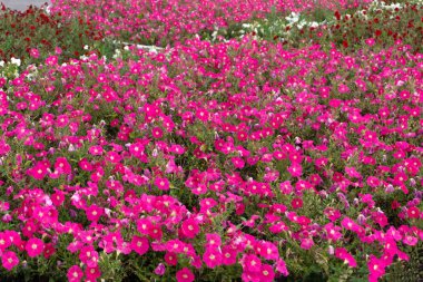Bahçe yumuşak odak güzel kırmızı petunias Petunia hybrida .
