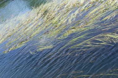 Deniz otu Okyanusu su yüzeyinin altında. Mavi deniz, yeşil deniz çimen.