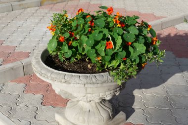 Yeşil yapraklı parlak nasturtium çiçekleri.
