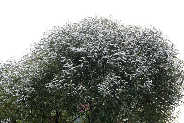 Landskap av Arizona skog täckt av snö, vinter gröna och löv Fäll ande vegetation under snön i förgrunden. Landskap av träd under snön på vintern, blå himmel i — Stockfoto