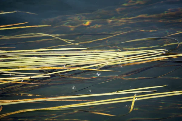 Rohrstock spiegelt sich in Wasser Ufer Stille Quelle, — Stockfoto