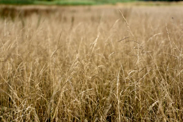 Beautiful background with fluffy dry grass in autumn field . — Stock Photo, Image