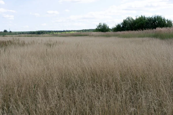 Piękne lato charakter tle. Pole łąki w prody z suchych roślin przetargu kwiaty puszyste trawy. Ciepłe ziemisty różowe odcienie Złotego blasku. Idylliczna spokojna scena. Baner plakatu. — Zdjęcie stockowe