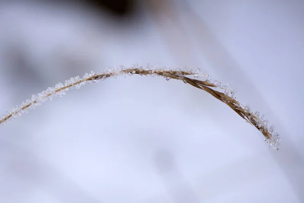 Espigão de grama estepe no inverno, coberto de neve, contra o pano de fundo de um campo coberto de neve  . — Fotografia de Stock