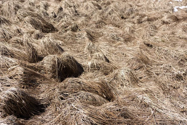 Das trockene Gras wächst Kräuterhorizont horizontal . — Stockfoto