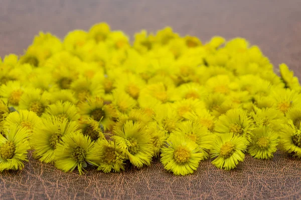Pierwsza żółta wczesna wiosna matka i macocha kwiat na pustym podłożu. Tussilago farfara zakładu medycznego. Coltsfoot kwiaty. — Zdjęcie stockowe