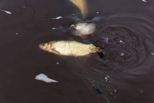 En el barco pescador, la captura de una gran cantidad de peces  . — Foto de Stock