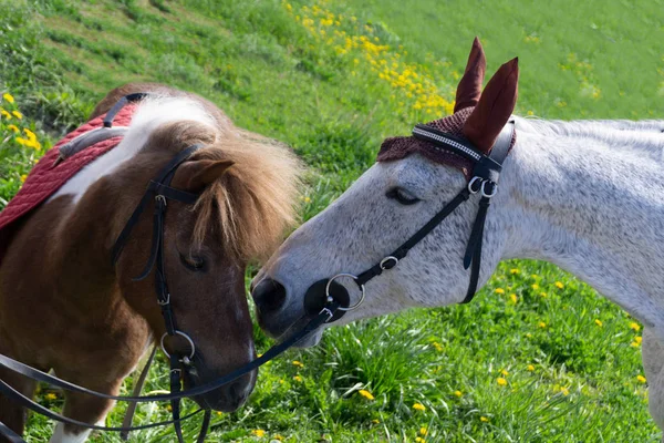 Un precioso calvo miniatura Shetland pony caminando por un campo — Foto de Stock