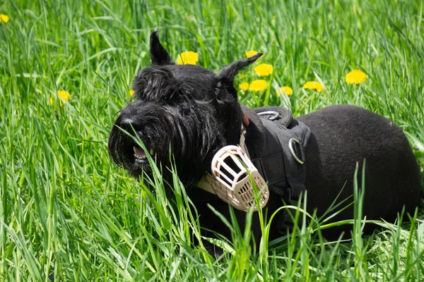 Yürüyen Siyah Dev Schnauzer Veya Riesenschnauzer Köpek Açık Adım. — Stok fotoğraf
