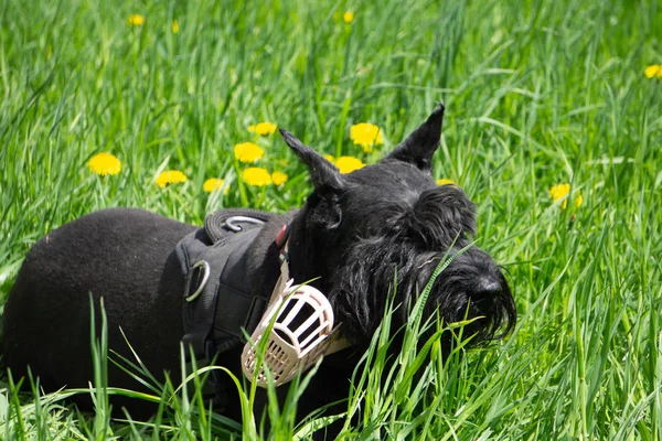 Kış karlı günde bir yürüyüş siyah riesenschnauzer köpek . — Stok fotoğraf