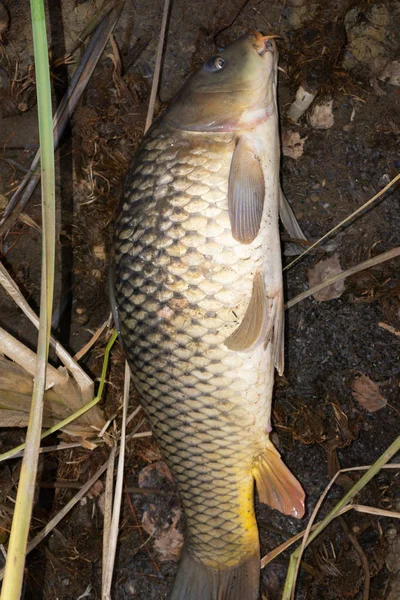 The common carp or European carp Cyprinus carpio is the most famous freshwater fish in the world .