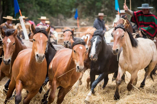 Pichilemu Región Sexta Chile Febrero 2018 Huasos Tradicionales Chilenos Evento —  Fotos de Stock