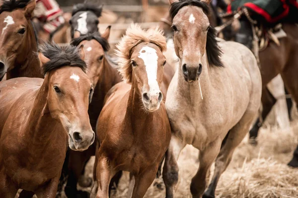 Grand Groupe Chevaux Courant Ensemble Images De Stock Libres De Droits