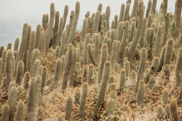 Cactus Près Plage Dans Environnement Sec — Photo