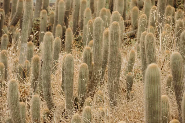 Cactus Près Plage Dans Environnement Sec — Photo